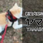 ヤマイヌ(YAMAINU)コインとは?特徴や取引方法を解説【山犬 $YAMA】